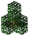 Gym Dragon Tree D