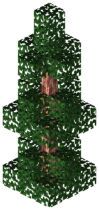 Gym Dragon Tree A