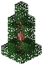 Gym Dragon Tree C
